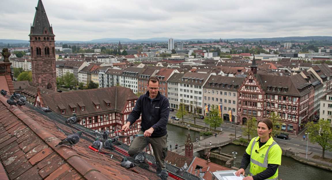 Effektive Taubenabwehr in Freiburg: Nachhaltige Lösungen für Gebäudeschutz